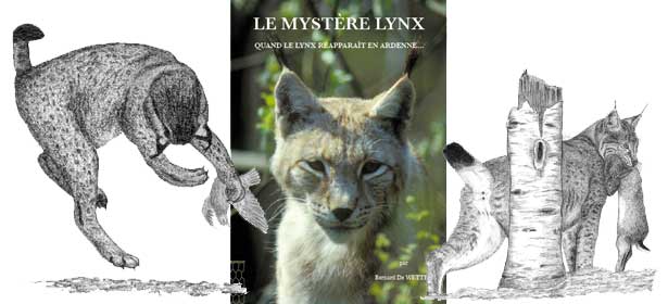 Le mystère lynx. Quand le lynx réapparaît en Ardenne...